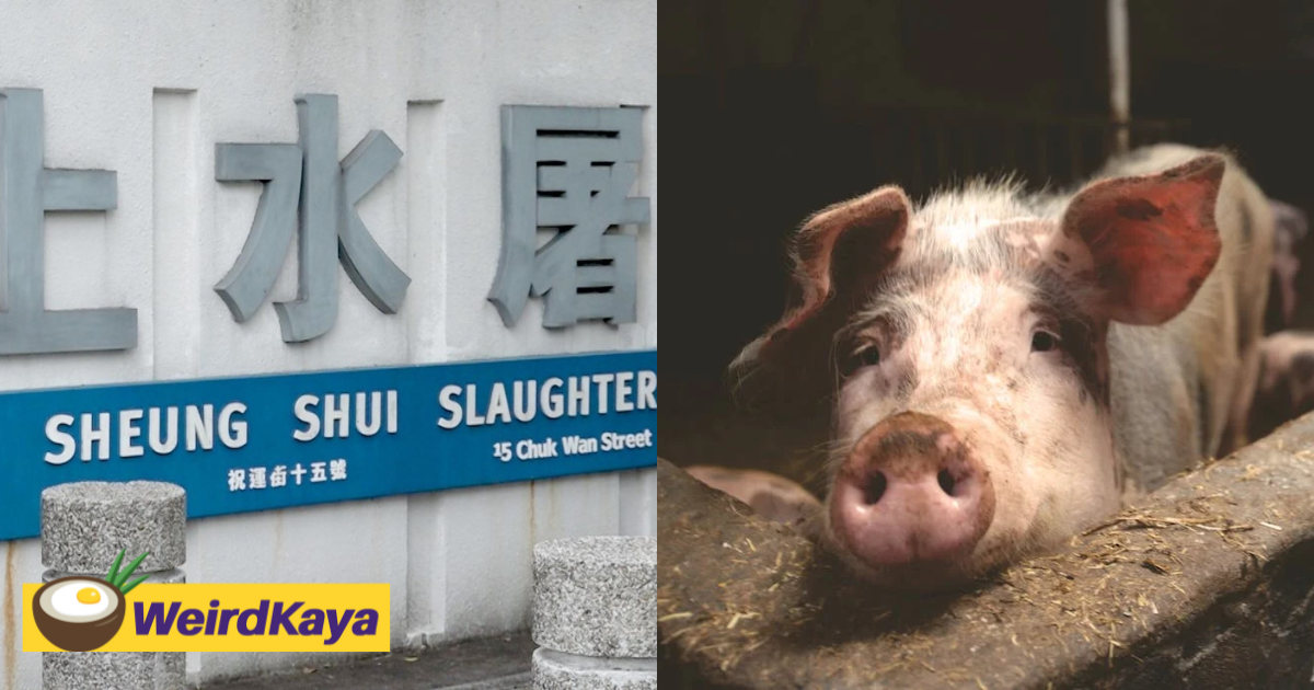Hk butcher killed by own cleaver after pig wakes up mid-slaughter & knocks him over | weirdkaya
