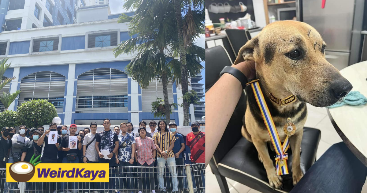 Ngo urges pdrm to take action against lawyer who named his dogs ‘datuk seri’ & ‘datuk wira’ | weirdkaya
