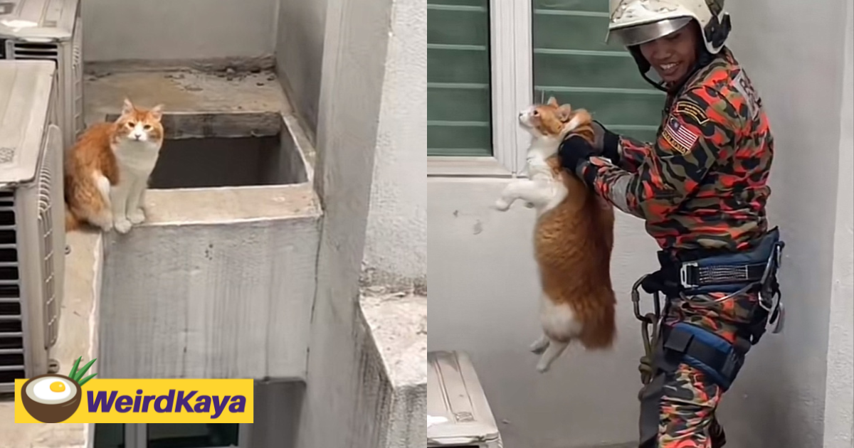 Naughty Oyen Rescued By Abang Bomba After Getting Trapped At Window Ledge