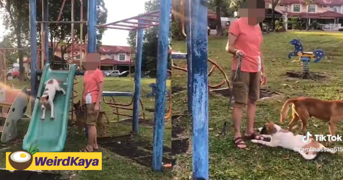 M'sian woman scolded for letting dogs play the slide, draws mixed reactions from netizens | weirdkaya