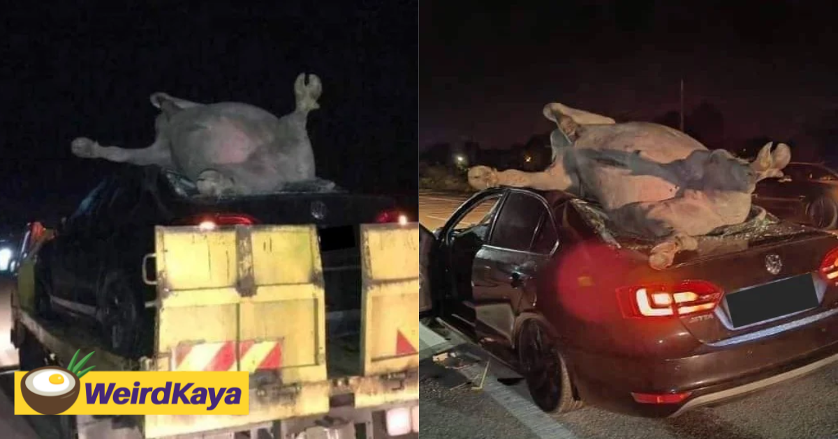 Water buffalo flies into the air and lands on top of car in kelantan after getting hit, leaves 5 injured | weirdkaya