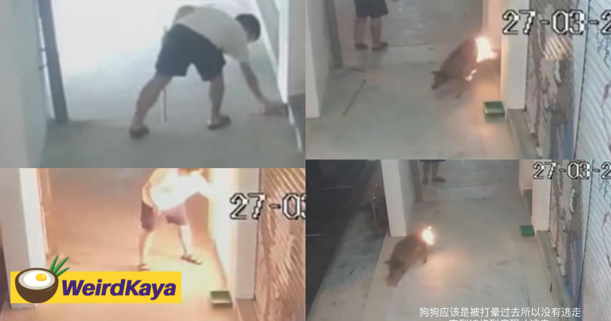 19-year-old m'sian caught on cctv beating stray dog with bricks and setting it on fire | weirdkaya