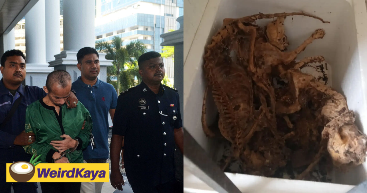 Sarawakian man sentenced to 2 years in jail and fined rm50k for starving cats to death | weirdkaya