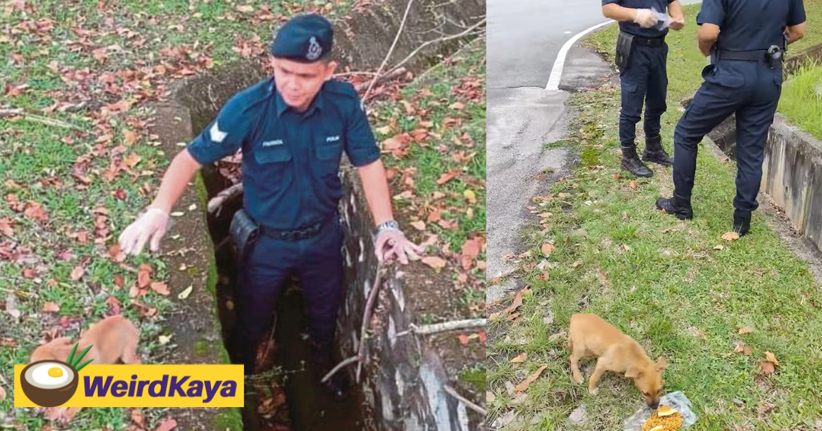 Malay m'sian police officer rescues puppy from drain, wins praise online | weirdkaya