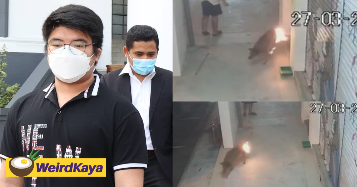 Johor teen who set dog on fire sentenced to a year's probation and 7 cane strokes | weirdkaya