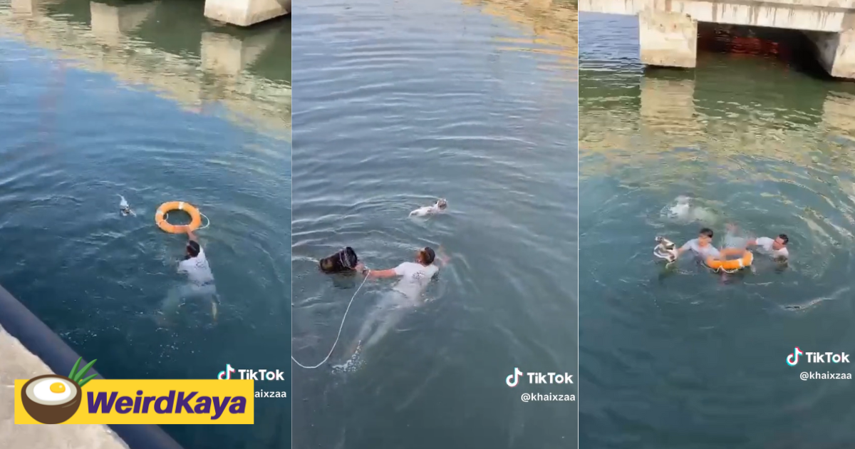Brave royal m'sian navy officers jump into the sea to save drowning puppy, praised by netizens | weirdkaya