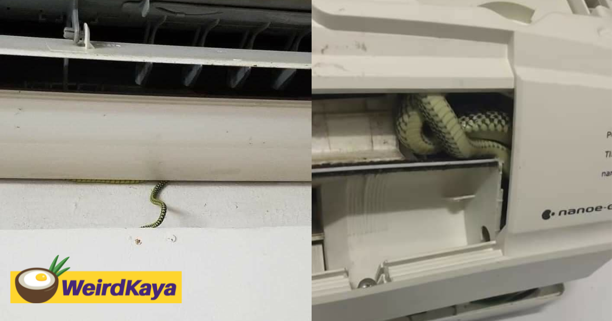 Snake found hiding inside air conditioner at johor home to escape the heat | weirdkaya