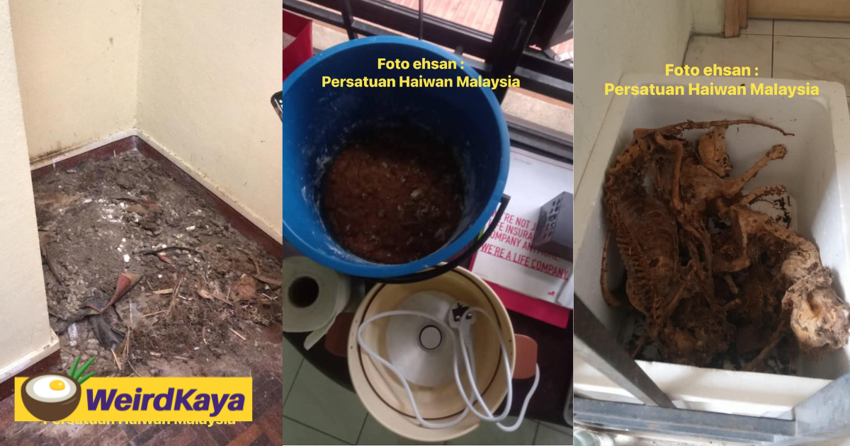 M'sian owner discovers cat carcasses and organs at cheras condo, 31yo tenant arrested | weirdkaya