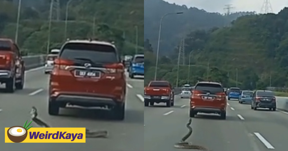 Huge snake falls out from suv on kl-karak highway, slithers away despite getting run over | weirdkaya