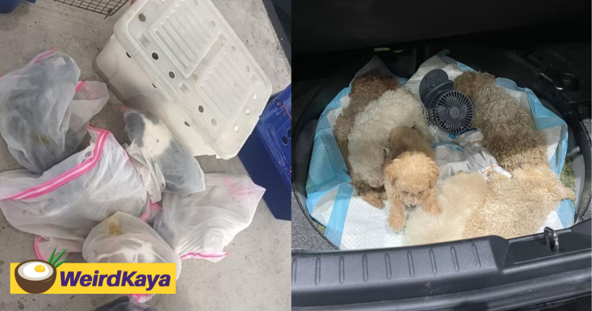 M'sian lorry driver smuggles 26 puppies and a cat into s'pore, get jailed for a year | weirdkaya