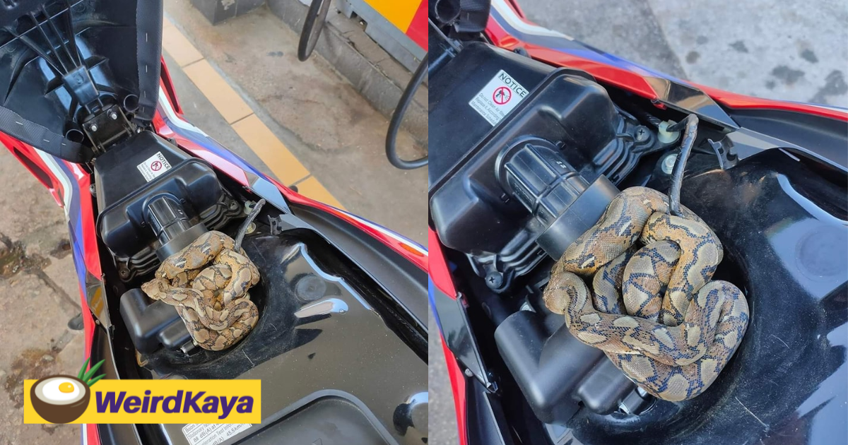 M'sian man shocked to find python coiled up underneath motorcycle seat while refueling | weirdkaya