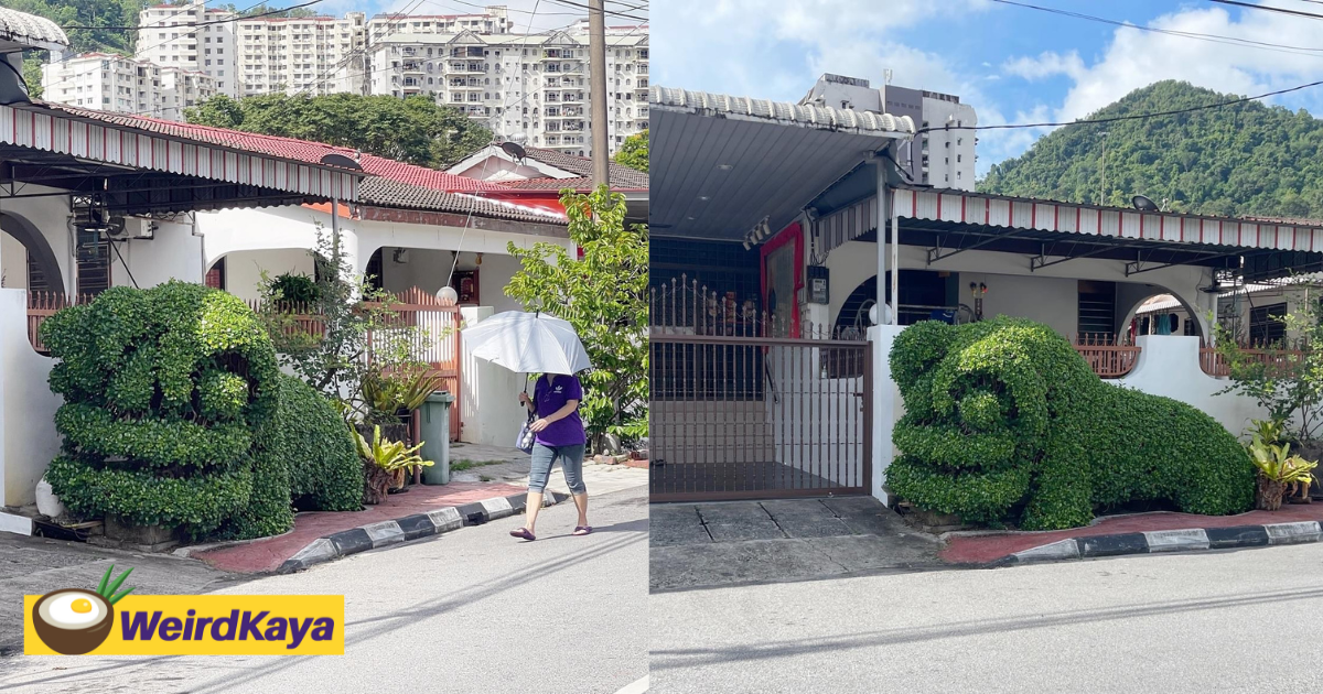 Penang man turns money tree into 'dancing lion' sculpture at residential area, wows m'sians | weirdkaya