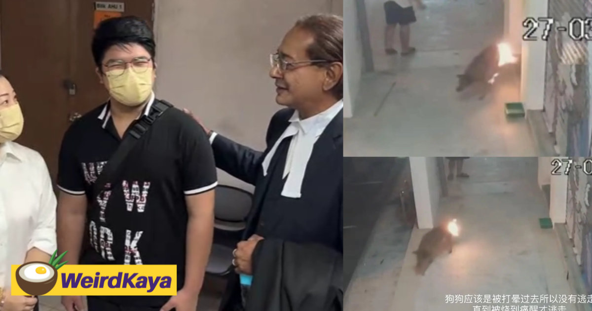 Johor teen who set dog on fire will not be publicly caned as ordered by court previously | weirdkaya