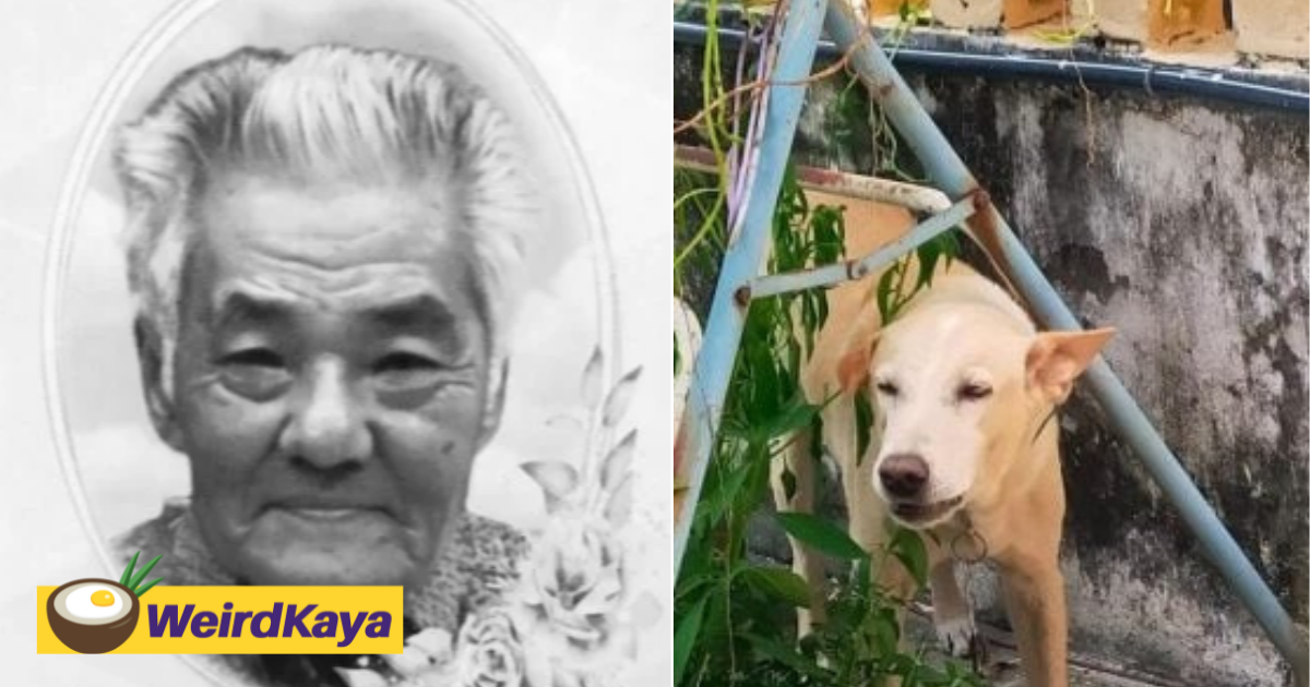 85yo m'sian man dies while trying to prevent dog from being captured by city council officials | weirdkaya