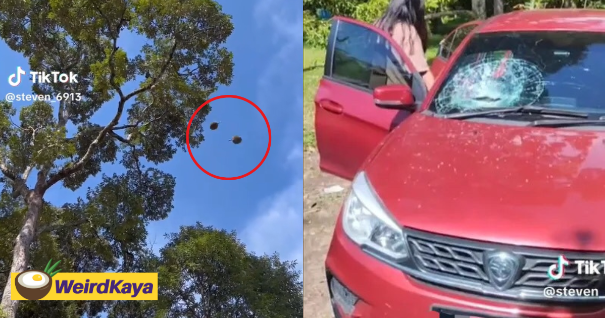 M'sian driver's windscreen gets smashed after durian falls off tree and lands right on top | weirdkaya