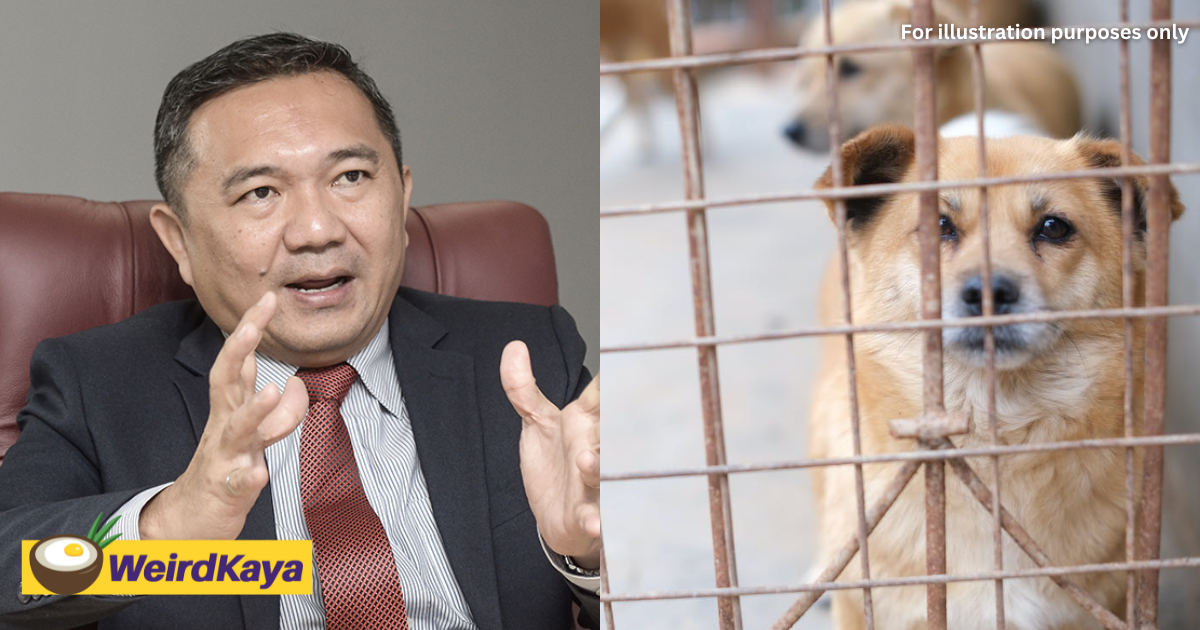 Selangor govt plans to ban the sale of cats and dogs at pet stores to encourage adoption | weirdkaya