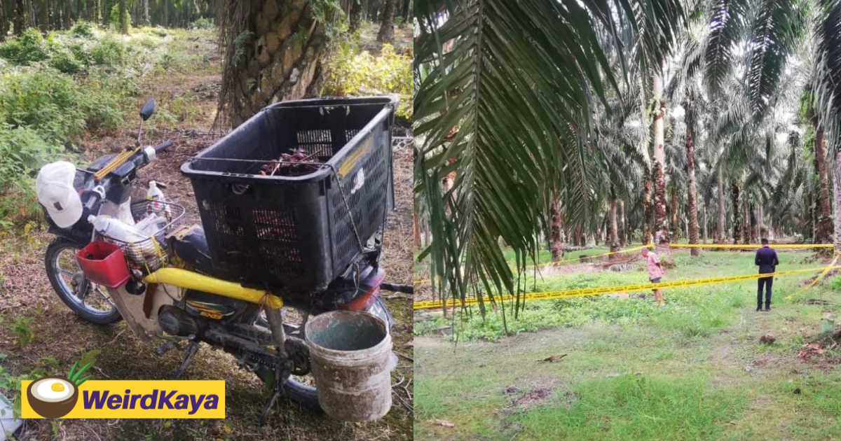 38yo m'sian man allegedly killed after he scolded thief for stealing from palm oil plantation | weirdkaya