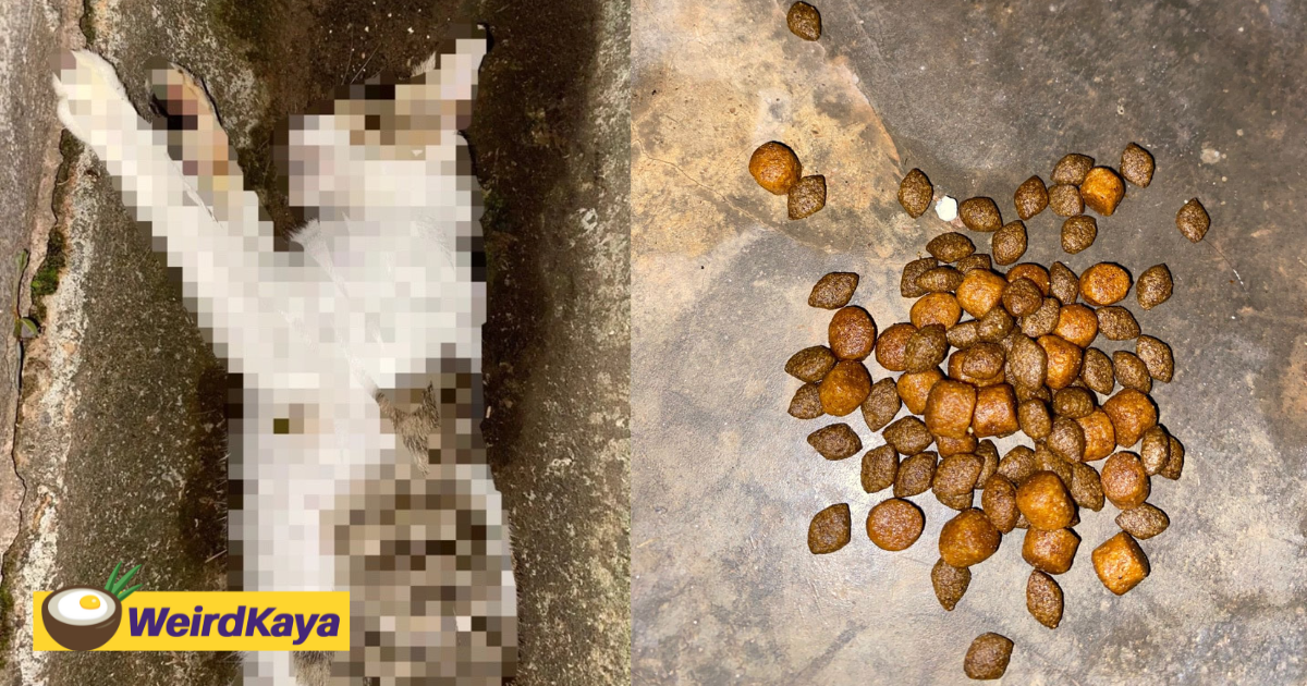 Uum student shocked to find 10 stray cats dead from poisoning at hostel | weirdkaya