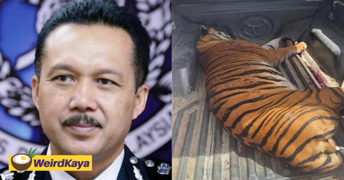 Gerik farmer defends livestock, shoots tiger dead | weirdkaya
