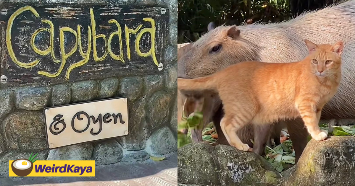 Oyen which frequently hung out with capybaras at zoo negara gets its very own sign | weirdkaya