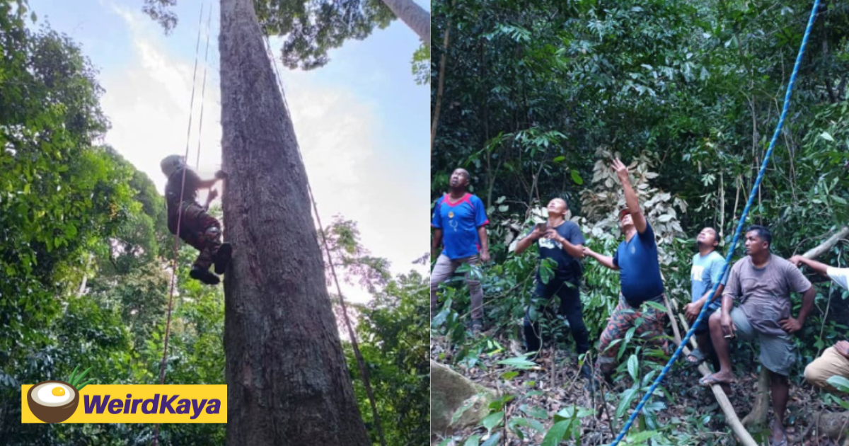 62yo m'sian man gets stuck and dies on top of 24m-tall tree while searching for honey | weirdkaya