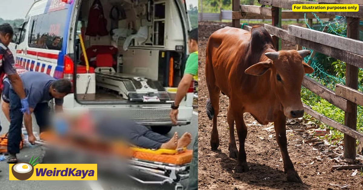 14yo m'sian student dies after crashing into a cow that was crossing the road | weirdkaya