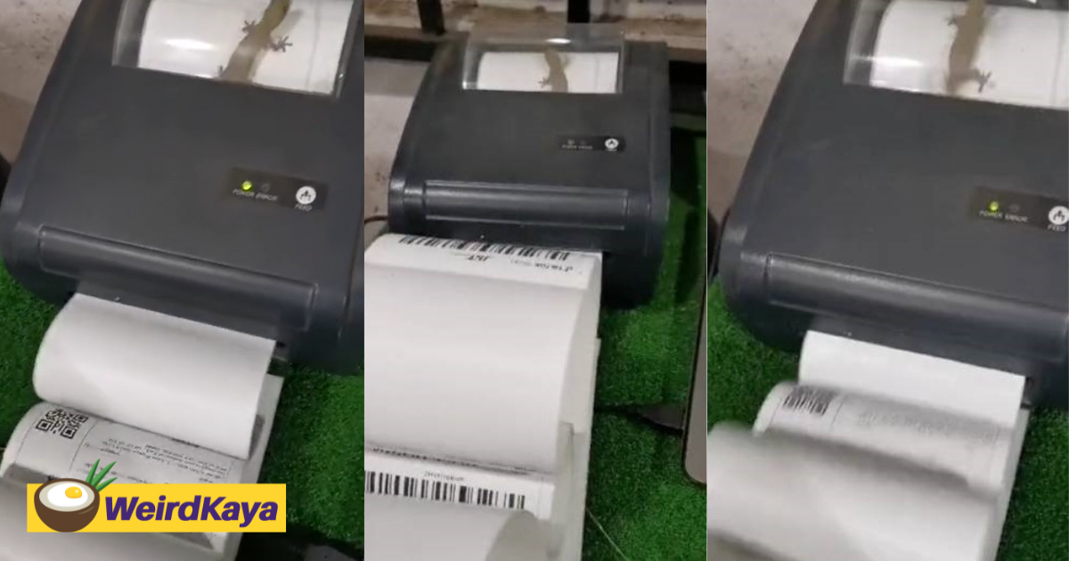 Lizard gets trapped inside printer and 'sweats' it out by running on paper like a treadmill | weirdkaya