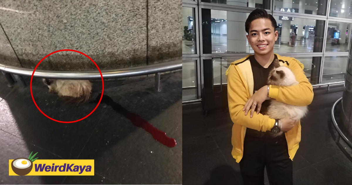 Injured cat spotted bleeding at klia, gets rescued and adopted by kind m'sian | weirdkaya