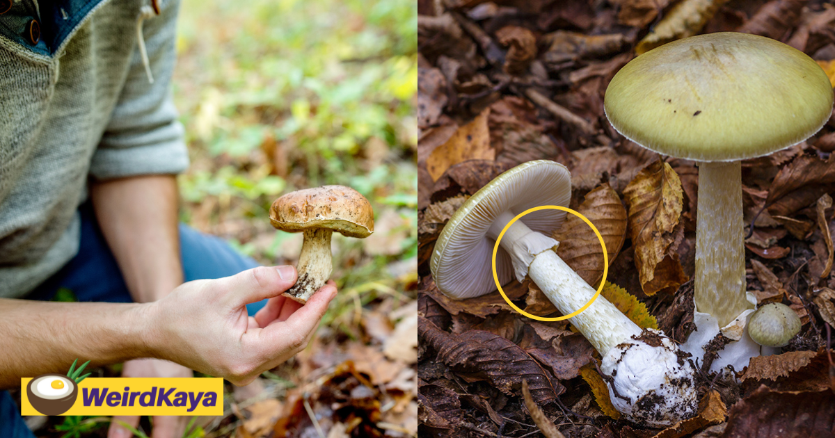Here are 7 tips on how to identify poisonous mushrooms so that you won't end up in the hospital | weirdkaya