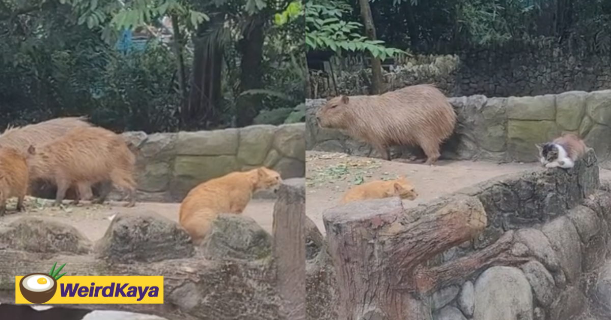 'new challenger to oyen'- another cat has been spotted inside capybara enclosure at zoo negara | weirdkaya