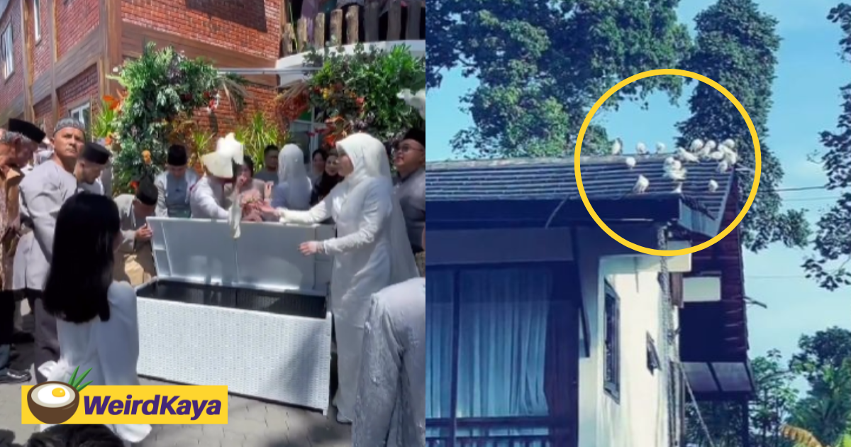 M’sian woman releases 50 doves at son’s wedding, venue gets turned into ‘bird toilet’ instead | weirdkaya