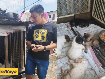 M'sian Man Takes Care Of Dog And Her 7 Puppies After Their Owner Passes Away