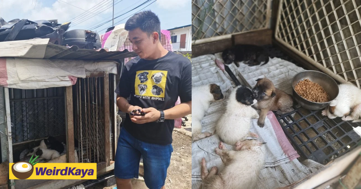 M'sian man takes care of dog and her 6 puppies after their owner passes away | weirdkaya