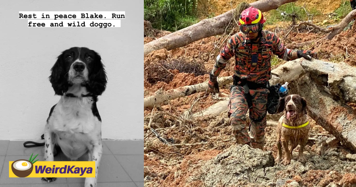 K9 dog blake, who was part of batang kali rescue mission, dies of cancer | weirdkaya