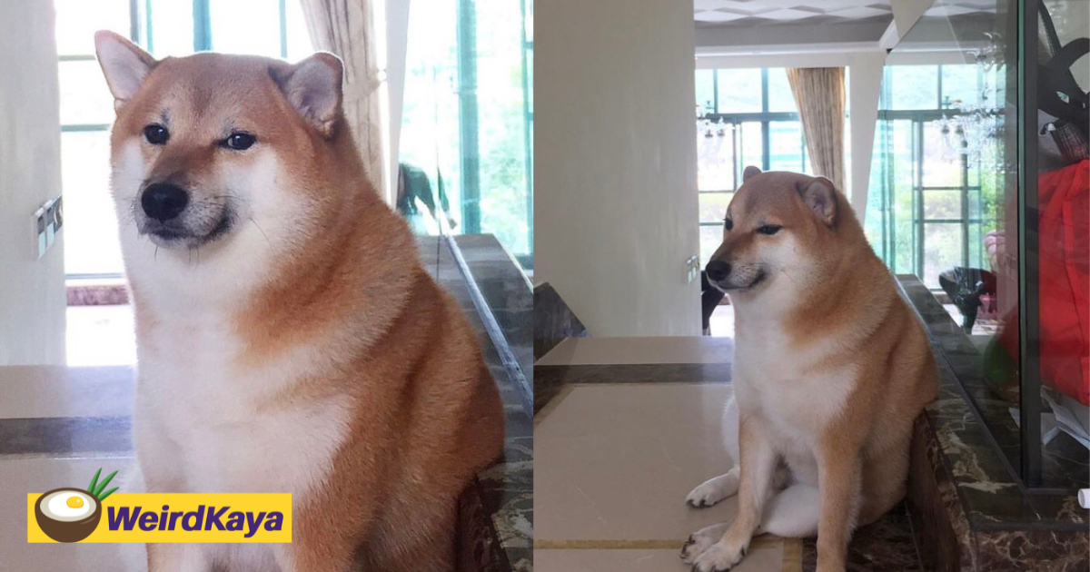 Netizens in mourning after cheems the shiba inu passes away at the age of 12 | weirdkaya