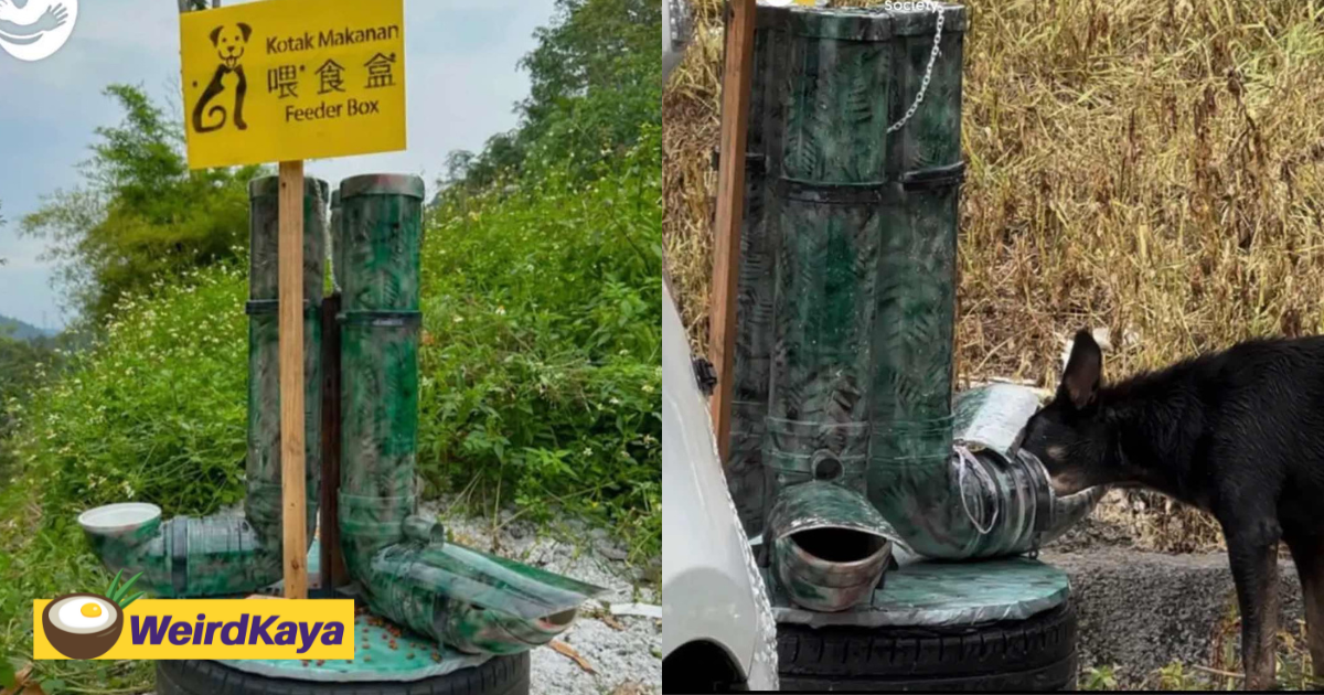 M'sian animal rescue group sets up self-feeder meant to prevent stray dogs from going hungry | weirdkaya