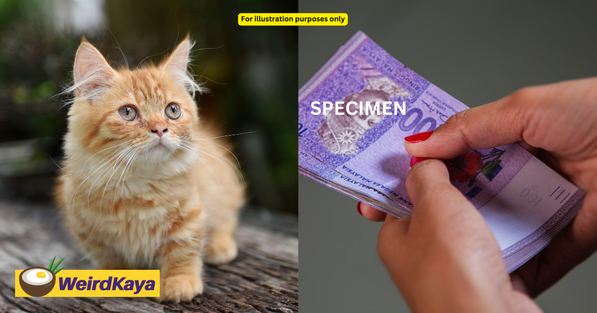 M'sian teacher scammed of rm37k while buying munchkin cat online | weirdkaya