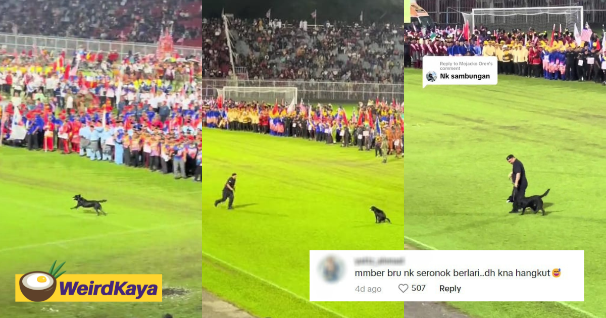 Netizens tickled by pdrm k-9 dog stealing the show during merdeka celebrations in kelantan  | weirdkaya