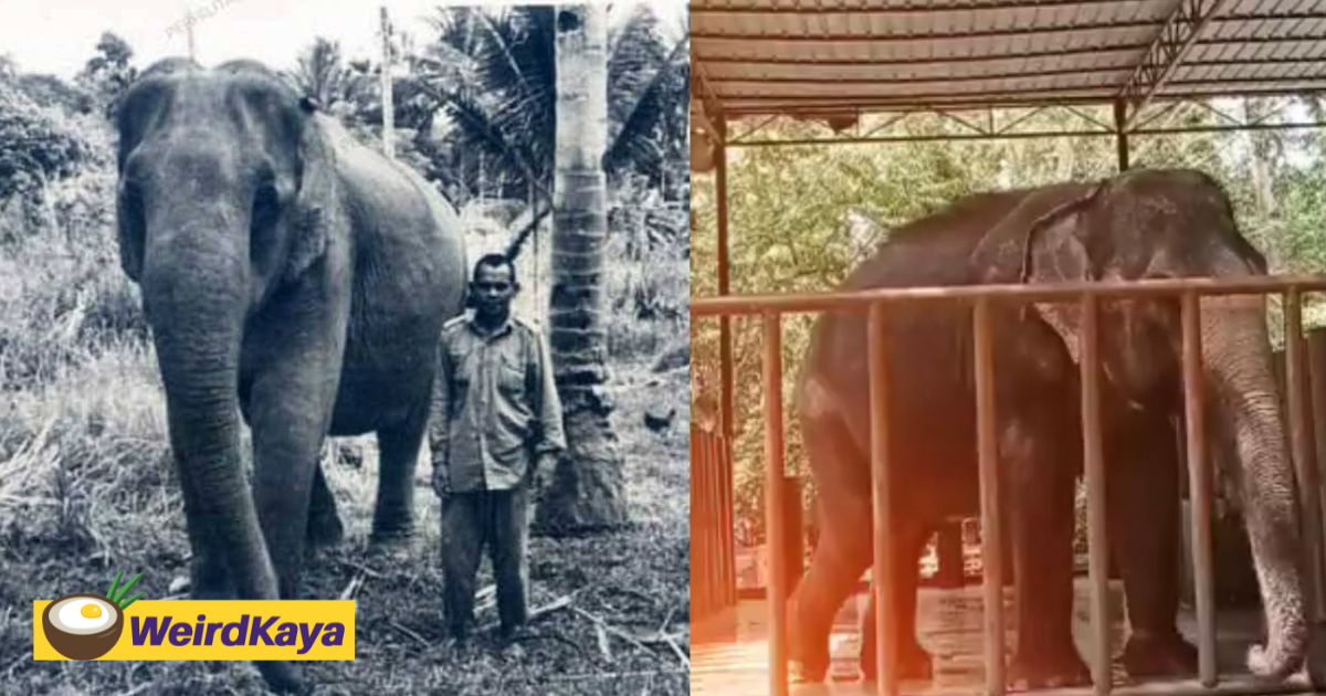 M'sia's oldest elephant, lokimala, dies at the age of 86  | weirdkaya