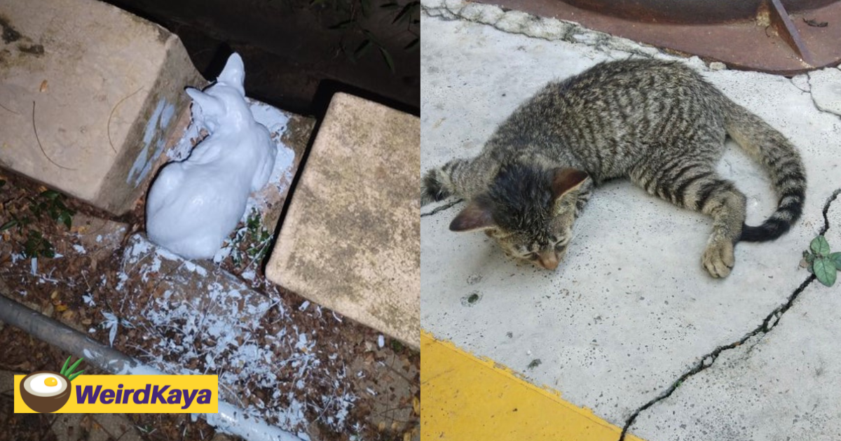 Kitten drenched in white paint struggles to breathe, ngo offers rm3k for info on abuser | weirdkaya