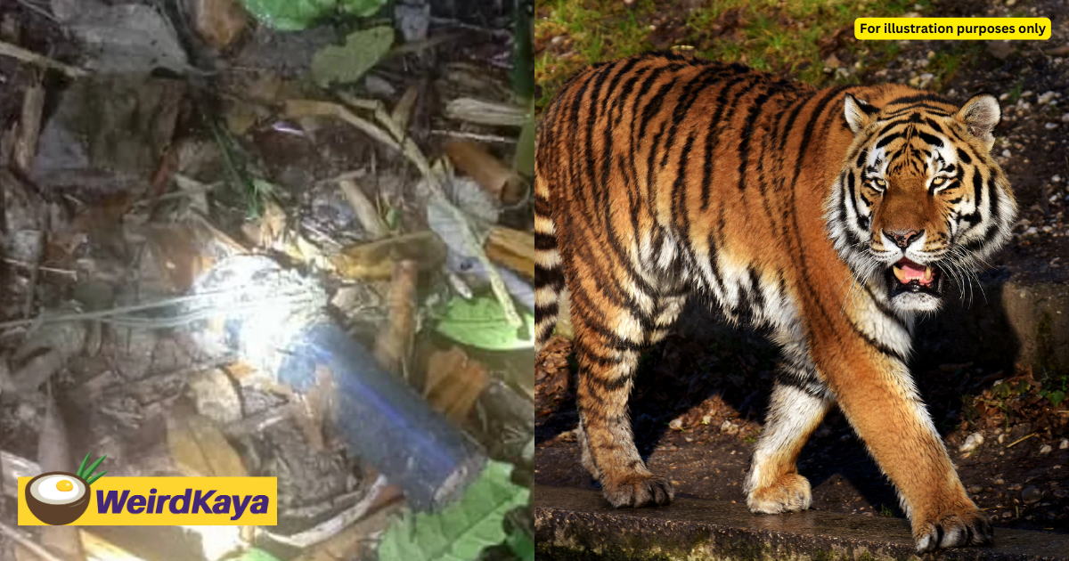 25yo orang asli man dies after tiger attacked him in kelantan | weirdkaya