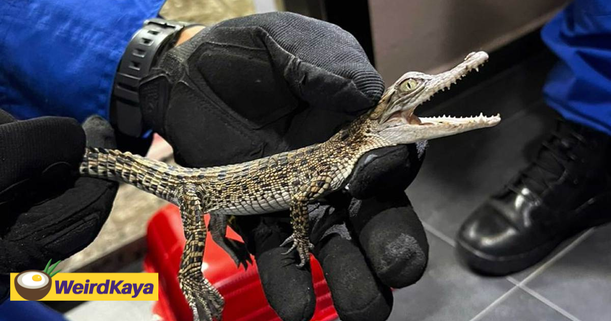 65yo m’sian woman bitten by 'monitor lizard' shocked to discover it was a baby crocodile | weirdkaya