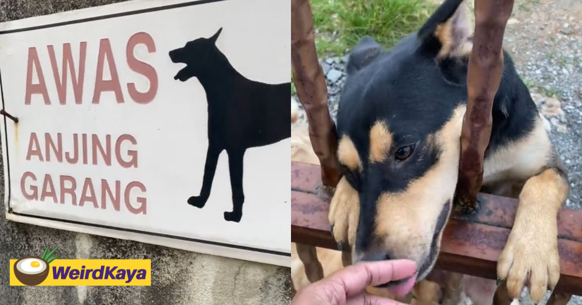M’sian woman who comes across “beware of fierce dog” sign gets greeted with little kisses and taps | weirdkaya