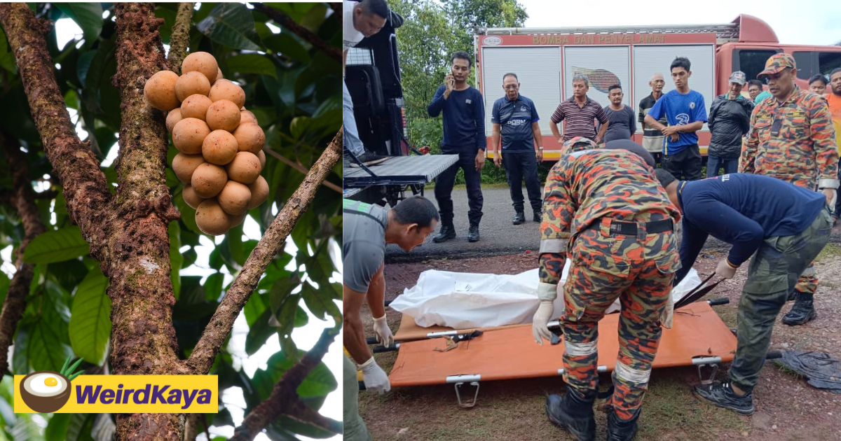 53yo m'sian found dead on top of dokong tree in terengganu | weirdkaya