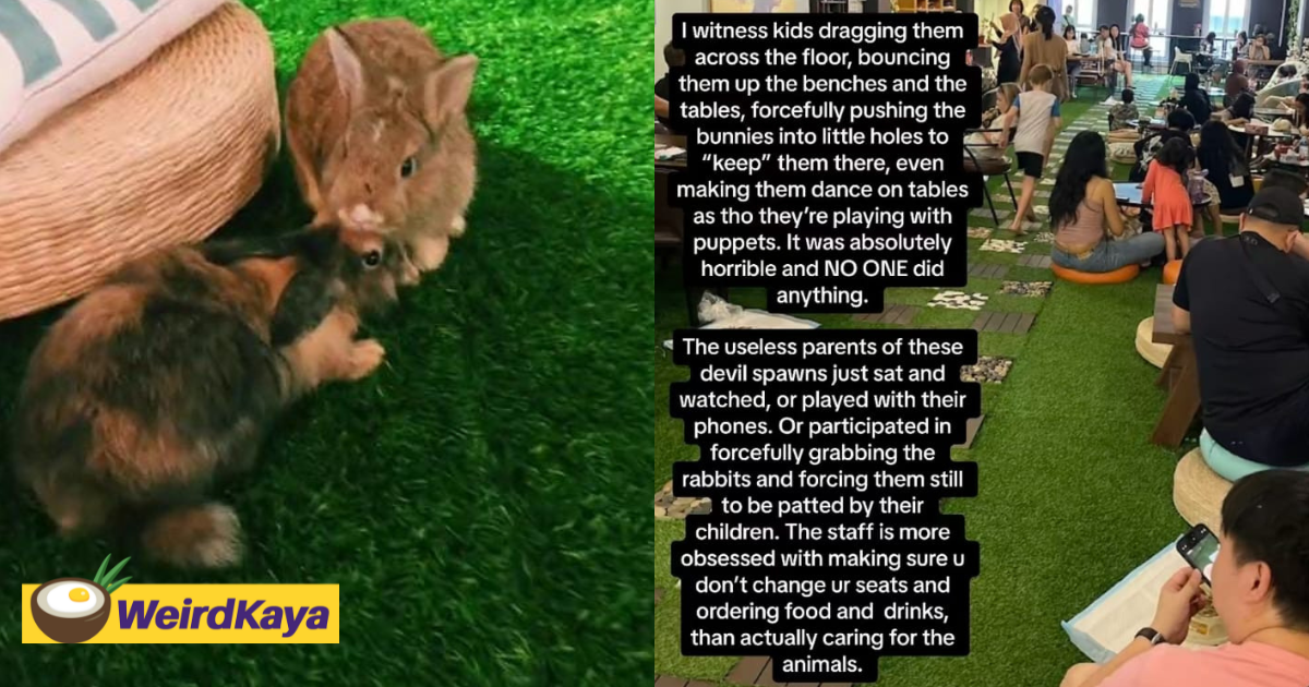 M'sian accuses rabbit cafe in kl of letting customers abuse the animals, cafe denies allegation | weirdkaya