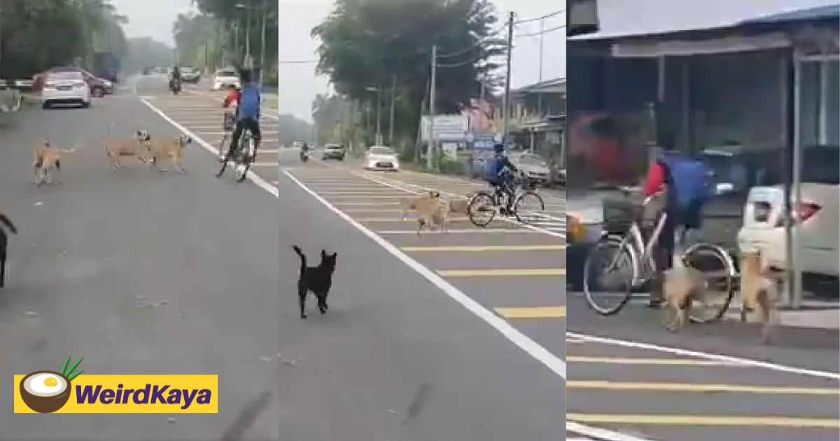 Johor boy nearly knocked down by car while trying to flee from stray dogs | weirdkaya