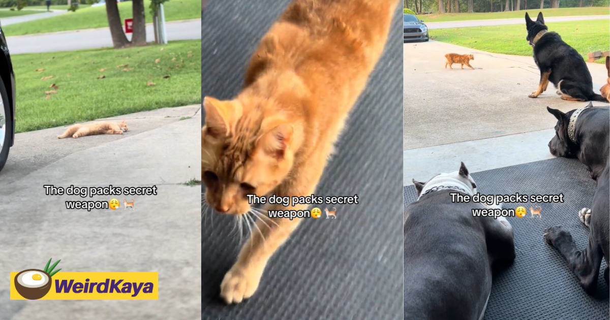 American man spots ginger cat in his backyard & calls it 'oyen', amuses m'sian netizens | weirdkaya