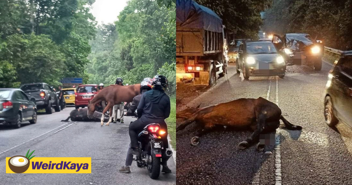 Horse gets hit by ford ranger in selayang and dies on the spot | weirdkaya