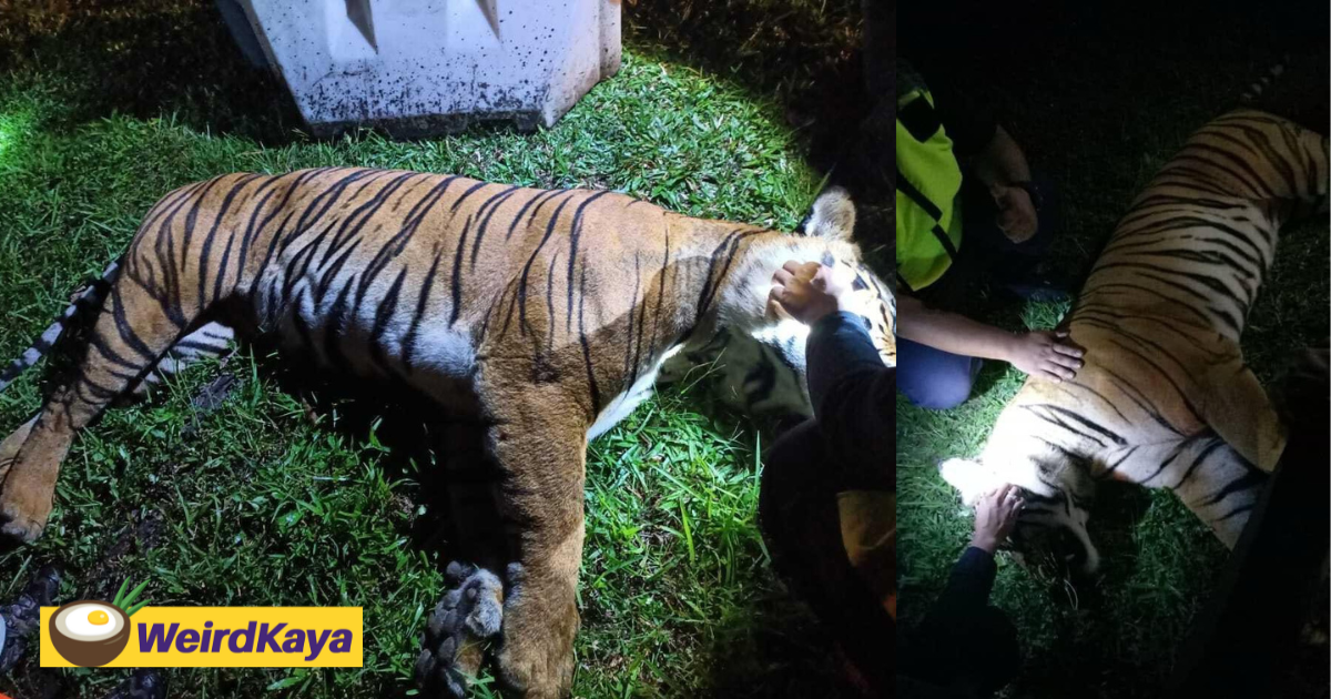 Endangered Malayan Tiger Killed After It Was Hit By Trailer Along North-South Expressway