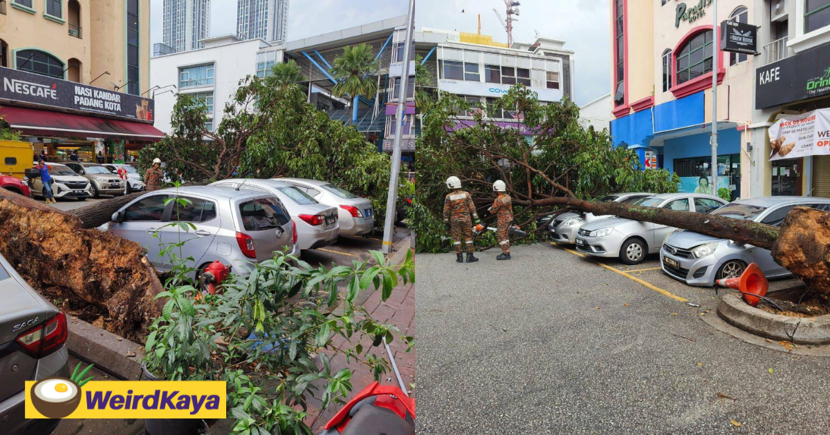 Giant tree falls and damages 5 cars at kota damansara | weirdkaya